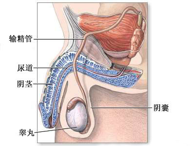 两性养生 精子怎样从睾丸游到阴道 青岛西海岸新闻网