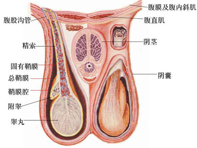 两性养生 精子怎样从睾丸游到阴道 青岛西海岸新闻网