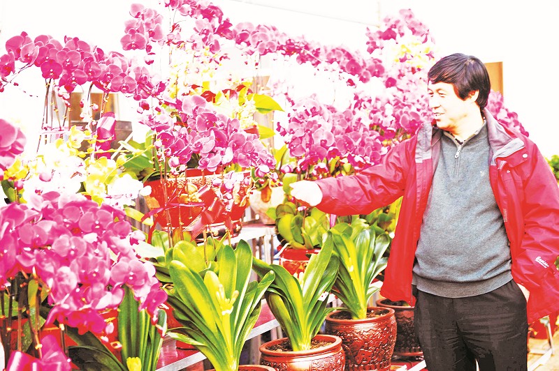 春节临近 新区花卉市场推去节日花卉-青岛西海