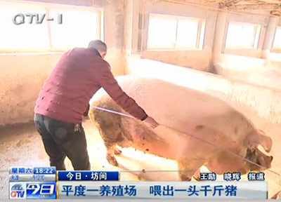 平度养猪场现千斤猪王 一天吃20斤饲料