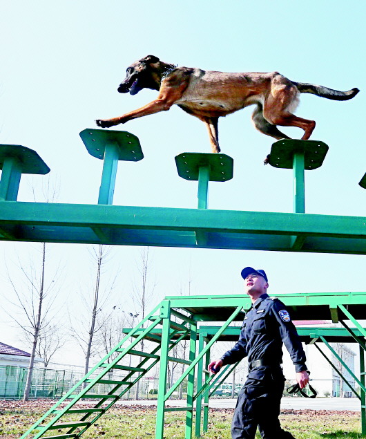 青岛警犬训练基地 一处"无言战友"炼成的地方