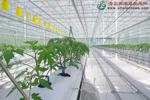 青岛西海岸农高区获批成省级农业高新技术产业