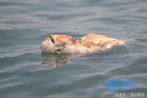 青岛海边惊现神秘生物遗骸!头部浑圆惊爆眼球