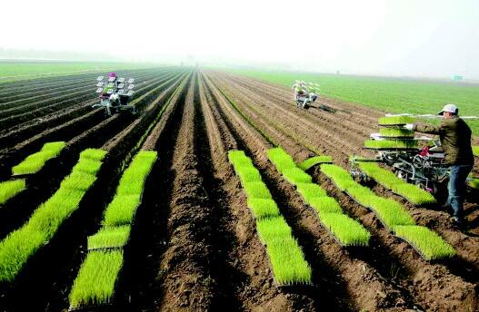 一台顶15人!平度蓼兰镇常富庄村用机器种大葱