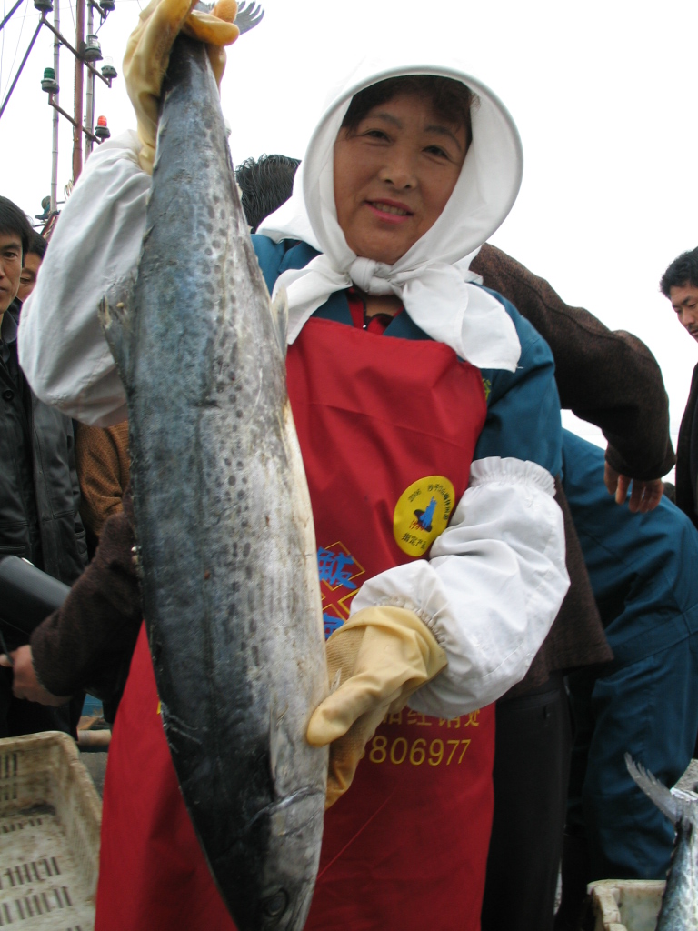 青岛习俗:送鲅鱼送的是颗颗孝心