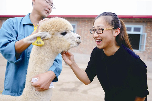 天津口岸檢驗檢疫隔離場地,青島森林野生動物世界管理人員在挑選羊駝